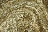 Polished, Miocene Stromatolite (Oncholites) Fossil - New Zealand #150374-1